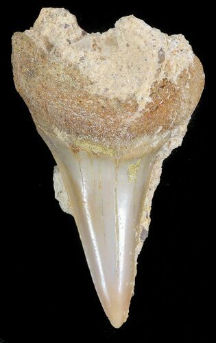 Colorful Fossil Mako Tooth - Morocco #44282